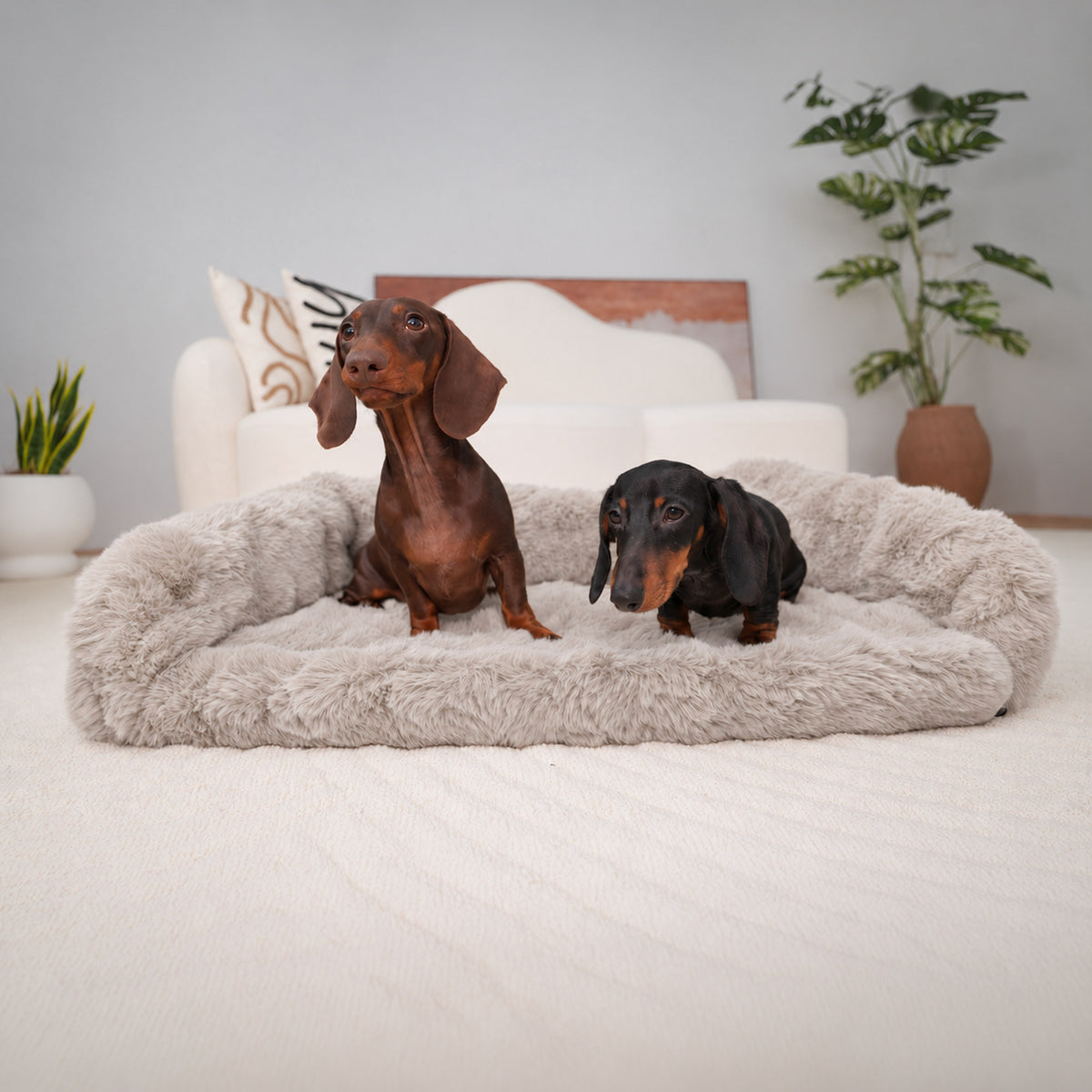 Cream | Furry Curves Open Front Rectangle Bed: Two dachshunds on the Cream bed, one lying down