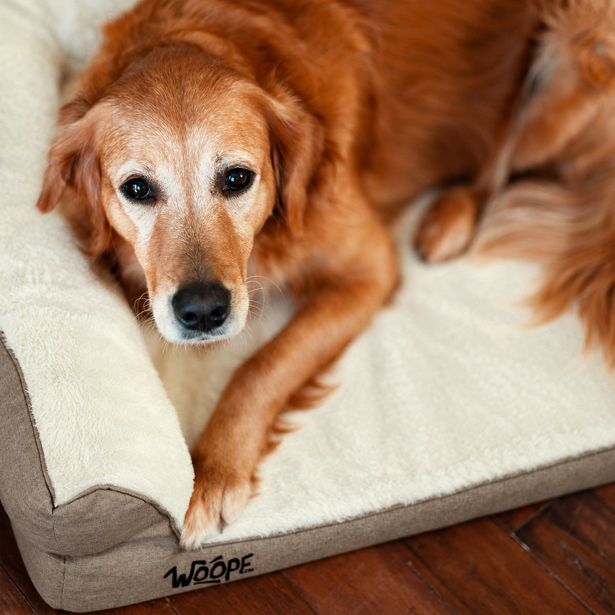 Cream | SNÖR Orthopedic Bed: Overhead view of a golden retriever looking up from the Cream bed