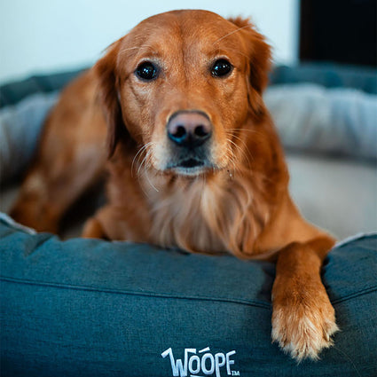 NÄP Vet Orthopedic Bed