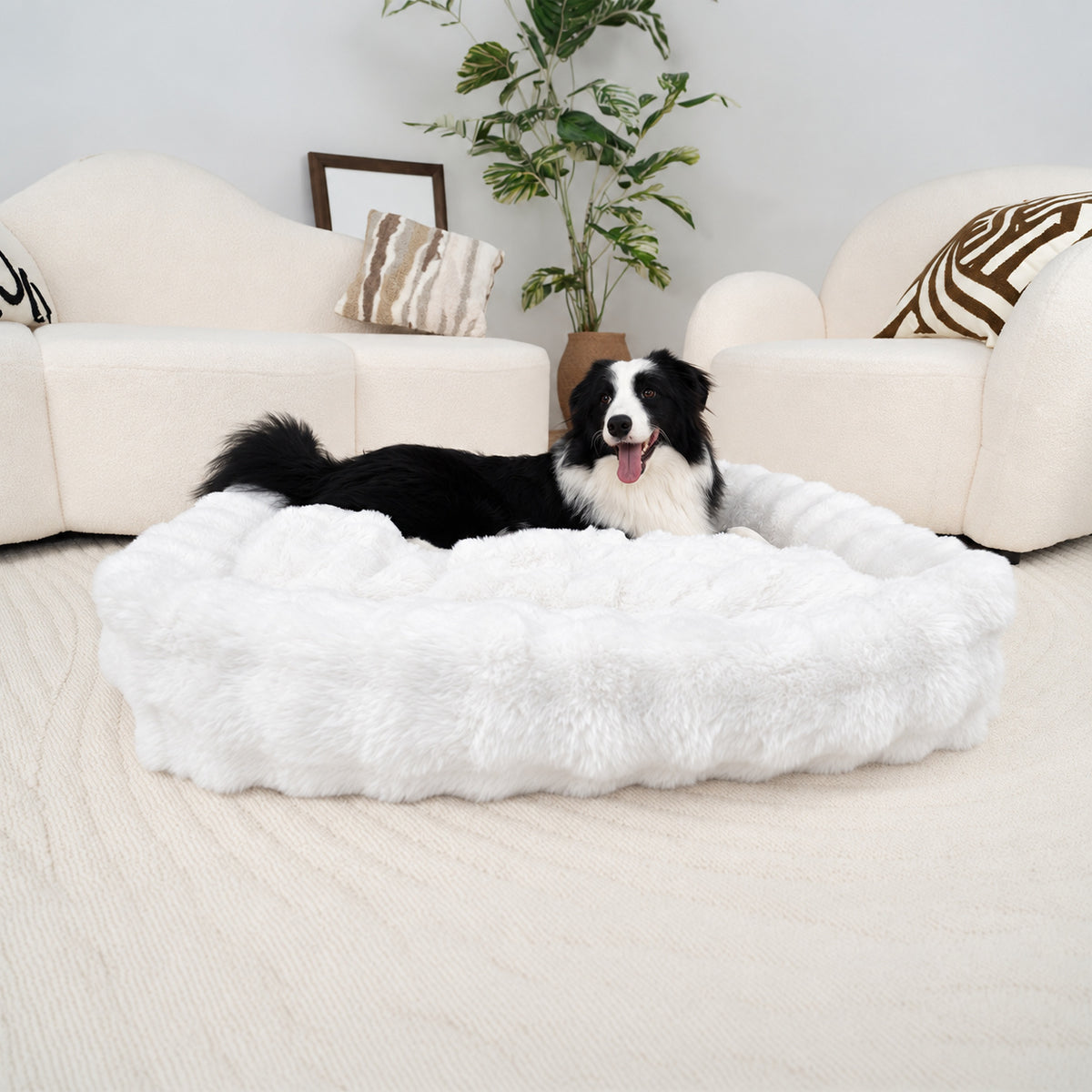 White | Furry Curves Rectangle Bed: Border collie lying in the White bed, front view