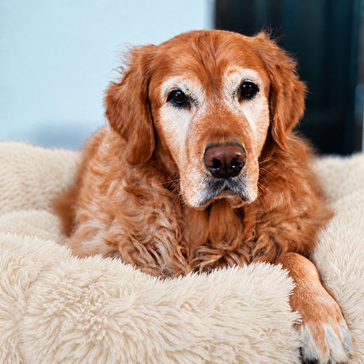 Cream | Fluffy Shag Calming Round Bed: Golden retriever lying in the Cream bed with its paws over the rim