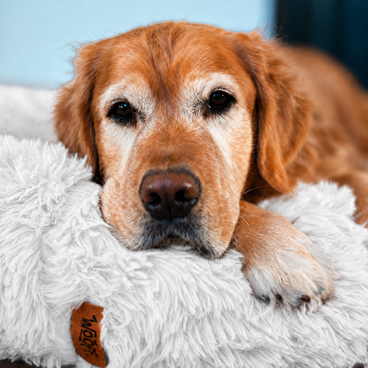 White | Fluffy Shag Calming Round Bed: Close-up of a golden retriever resting its chin on the rim of the White bed