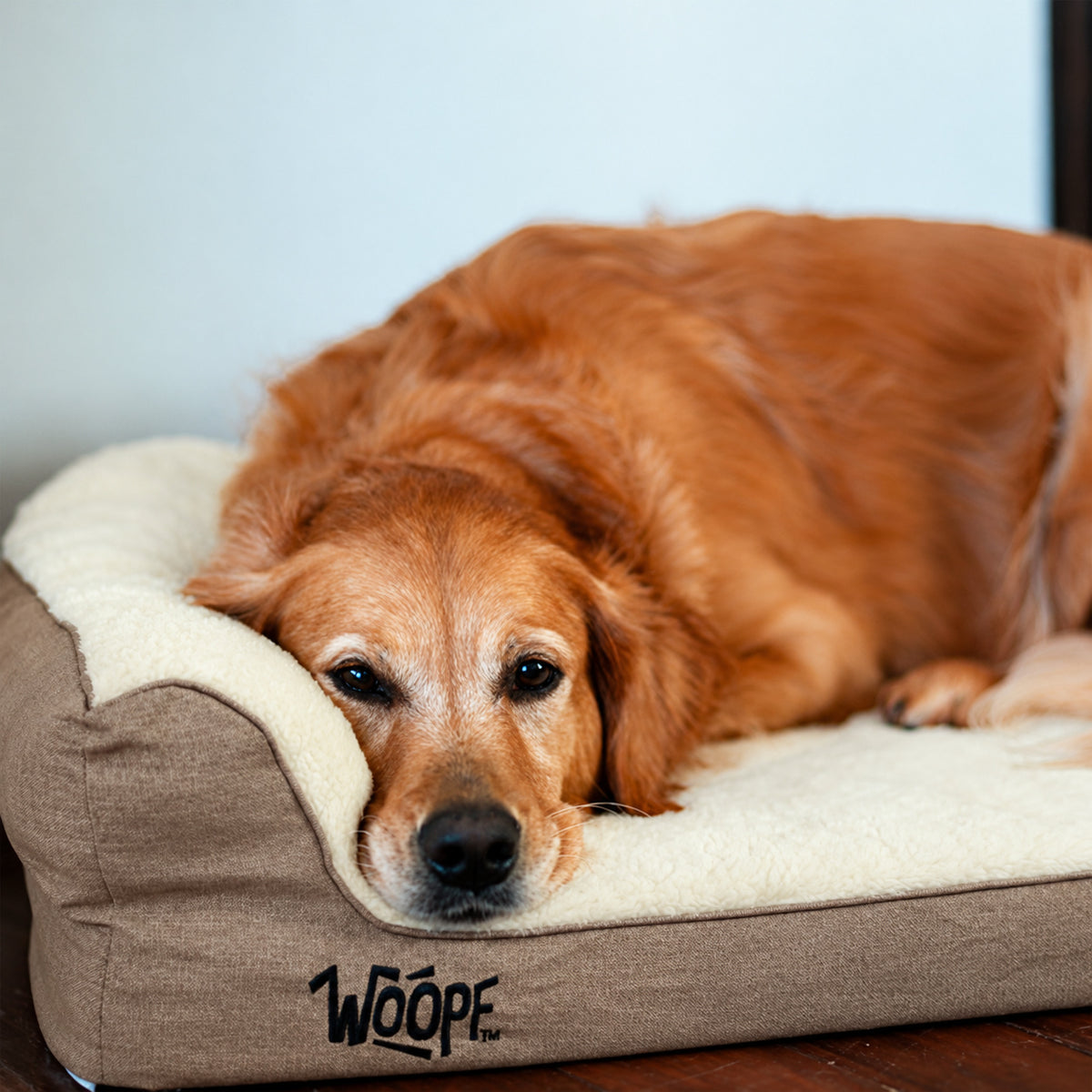Cream | SNÖR Orthopedic Bed: Golden retriever resting its head beside the bolster of the Cream bed