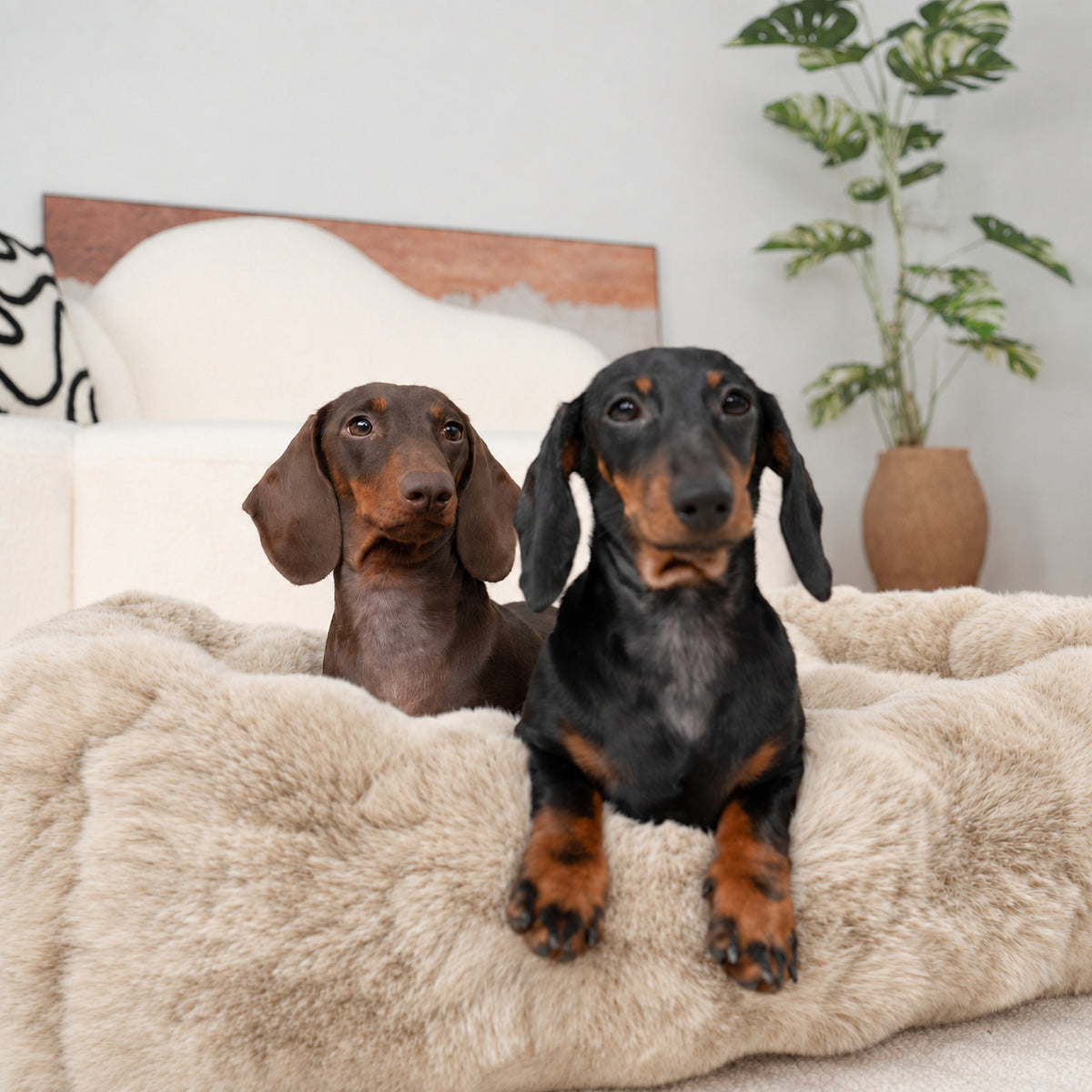 Cream | Furry Curves Rectangle Bed: Two dachshunds sitting in the Cream bed