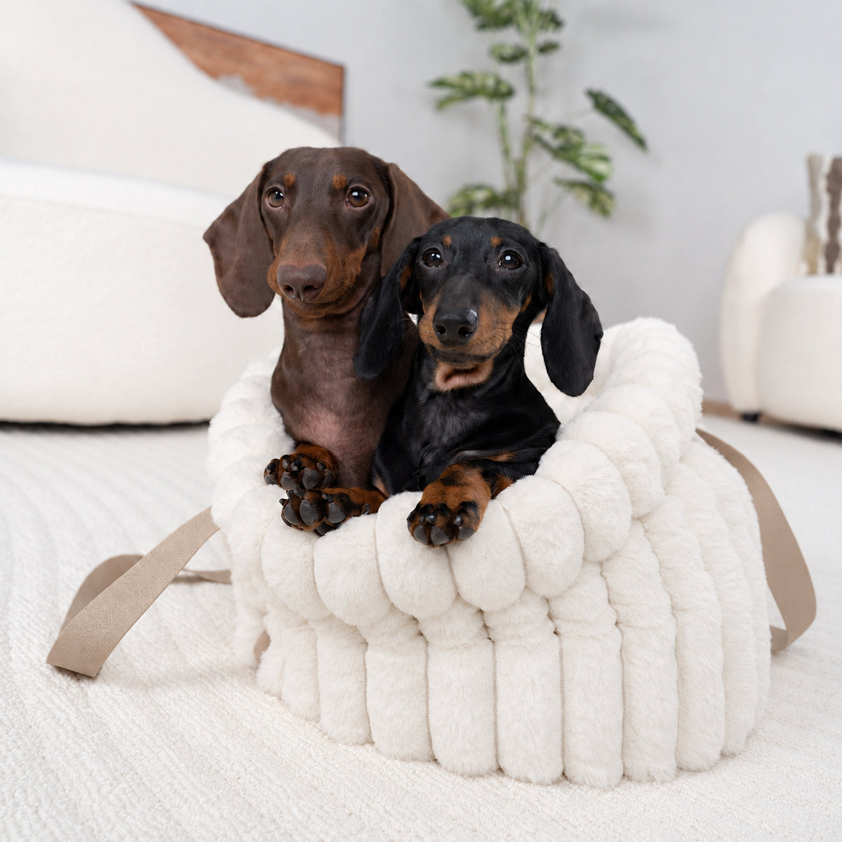 White | Corduroy Calming Dog Carrier: Two dachshunds in the White carrier in a living room