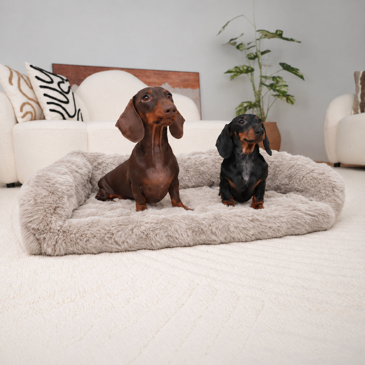 Cream | Furry Curves Open Front Rectangle Bed: Two dachshunds on the Cream bed looking at the camera