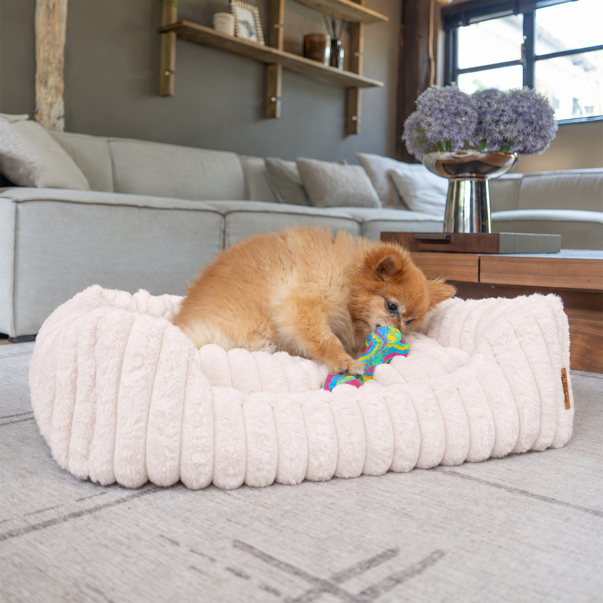 Pale pink | Furry Corduroy Open Front Rectangle Bed: Pomeranian chewing a toy bone in the Pale pink bed
