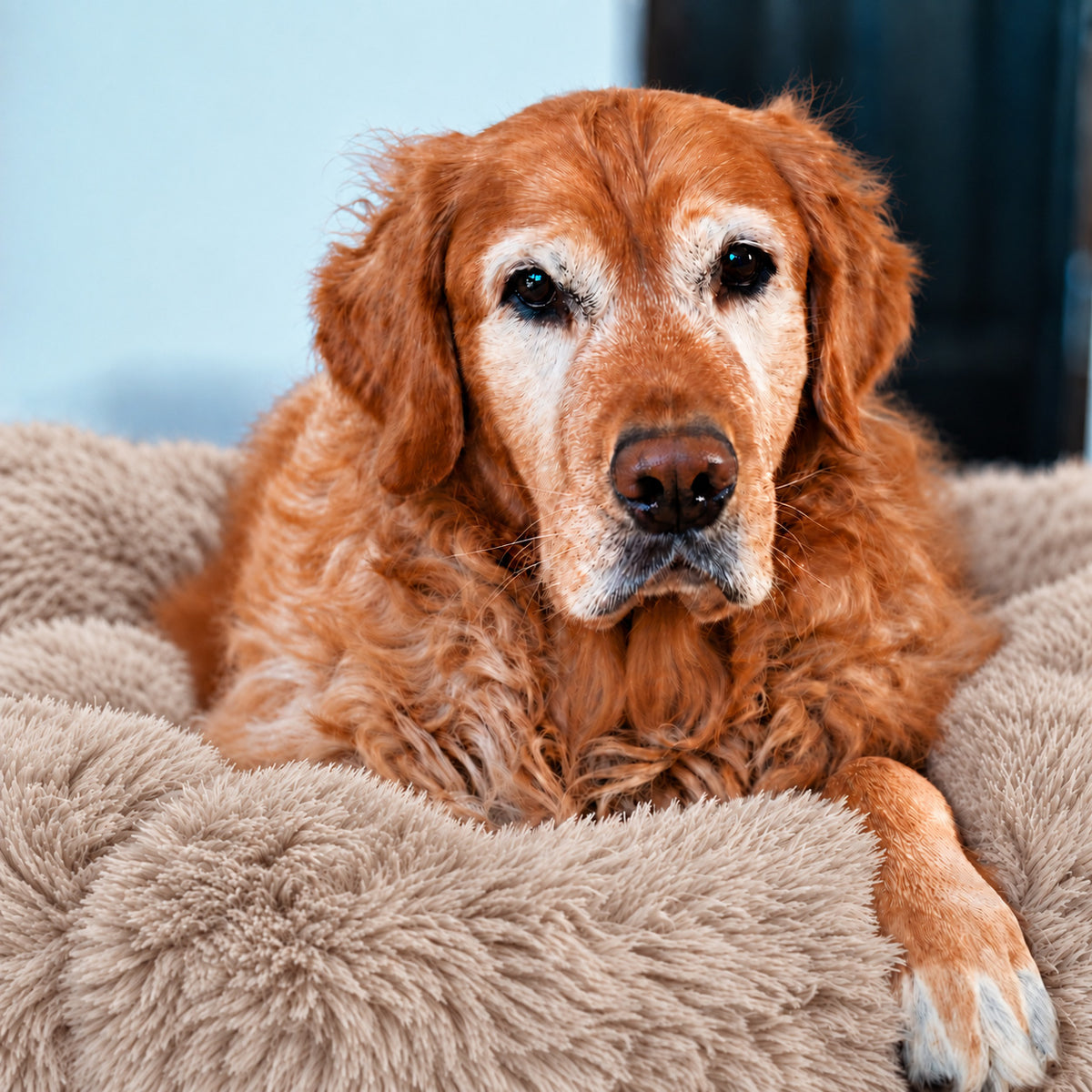 Brown | Fluffy Shag Calming Round Bed: Golden retriever lying in the Brown bed, looking at the camera