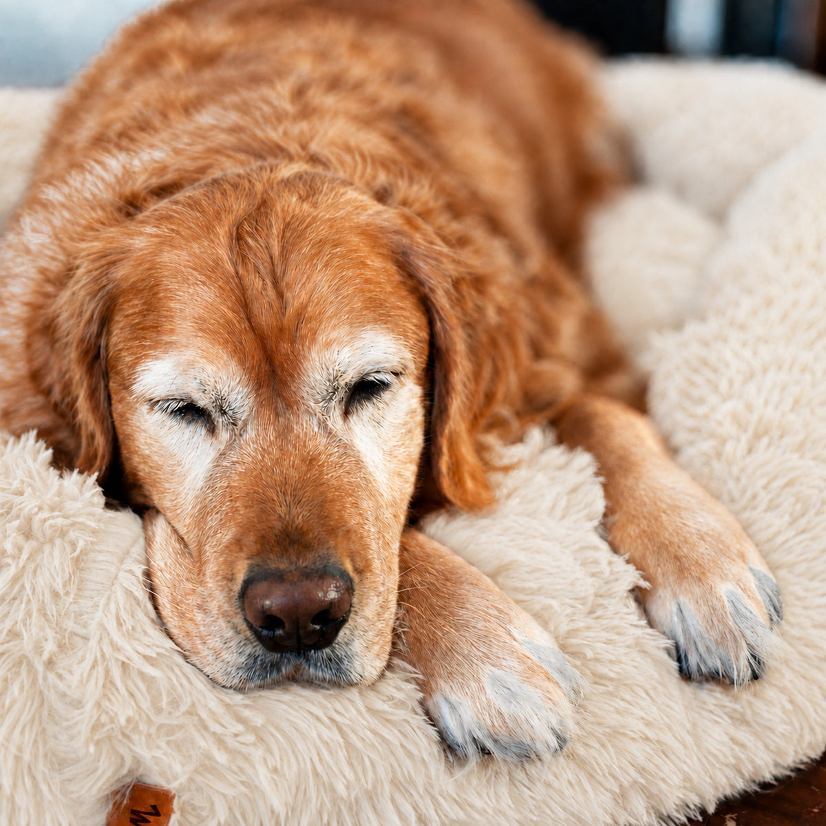 Cream | Fluffy Shag Calming Round Bed: Golden retriever dozing in the Cream bed, seen from above