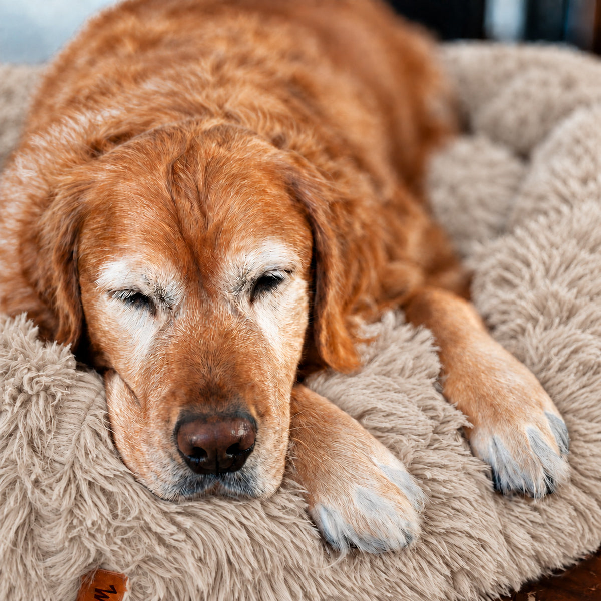 Brown | Fluffy Shag Calming Round Bed: Golden retriever asleep with its chin on the rim of the Brown bed