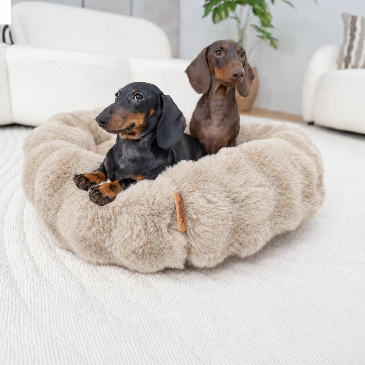 Cream | Furry Curves Round Bed: Two dachshunds sitting in the Cream round bed