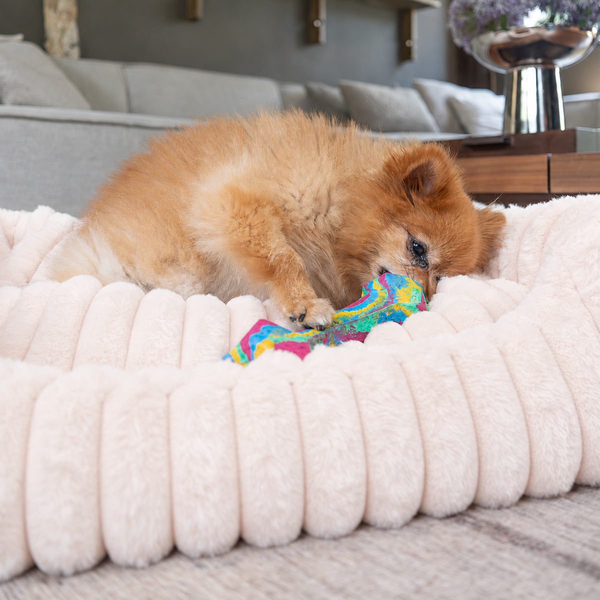 Pale pink | Furry Corduroy Open Front Rectangle Bed: Close-up of a Pomeranian chewing a toy in the Pale pink bed