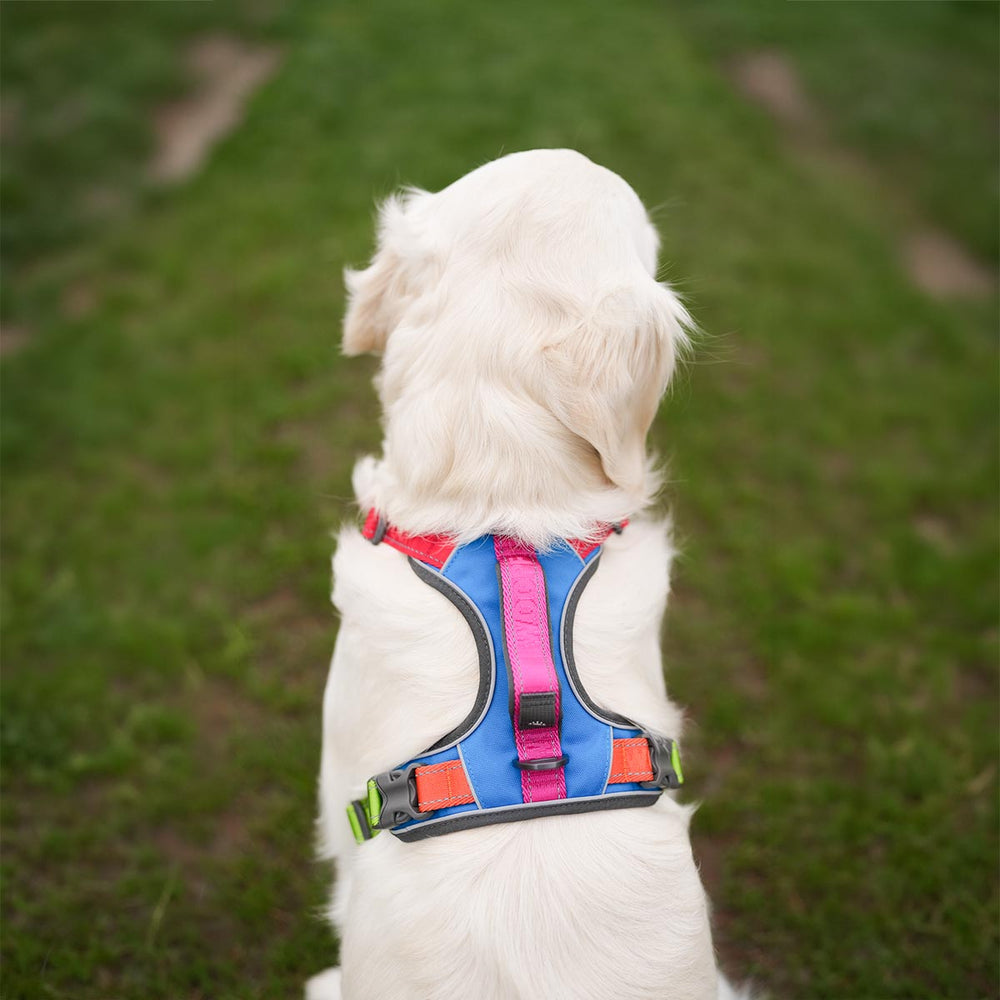 Explorer Harness, Rainbow
