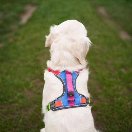 Explorer Harness
