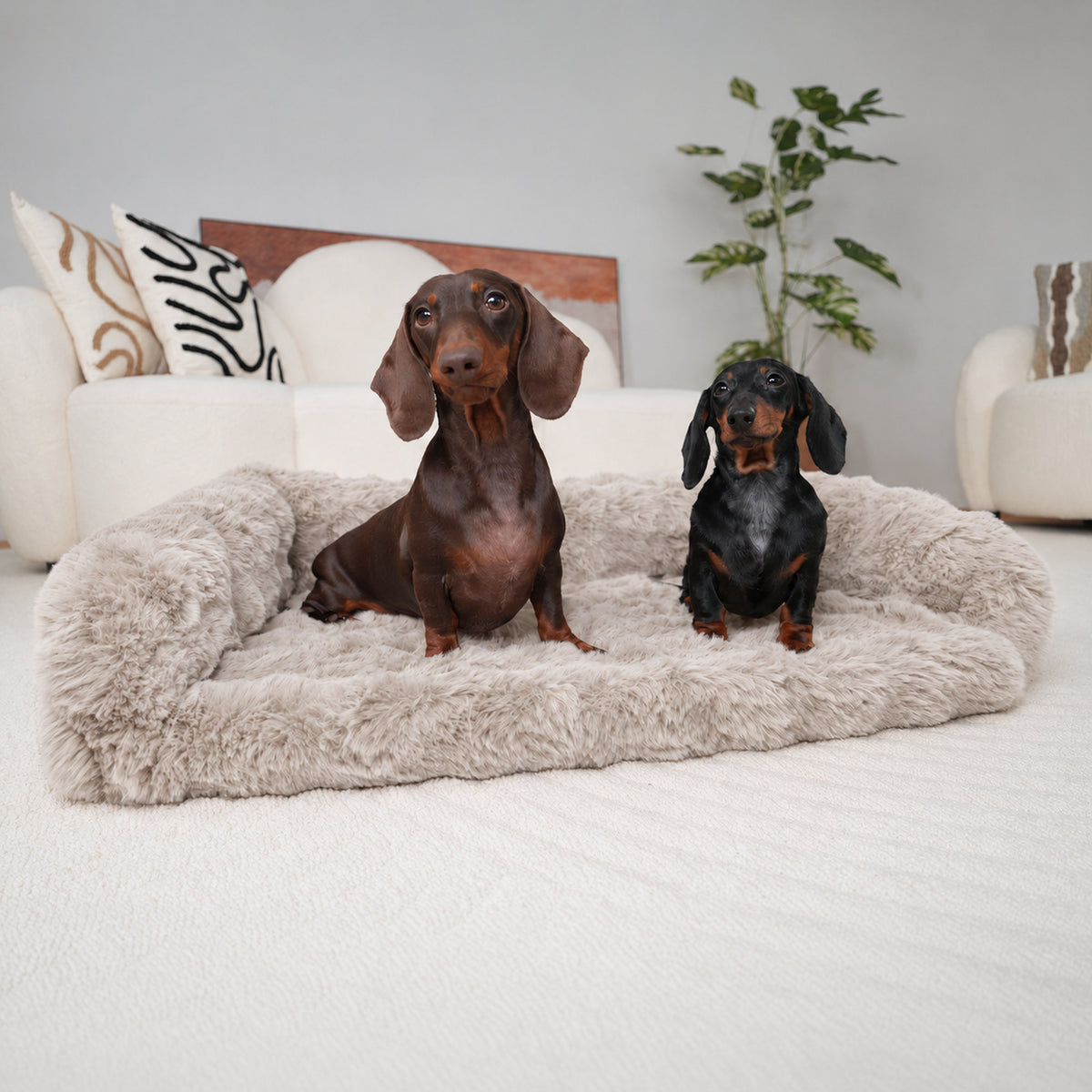 Cream | Furry Curves Open Front Rectangle Bed: Two dachshunds sitting on the Cream bed in a bright living room