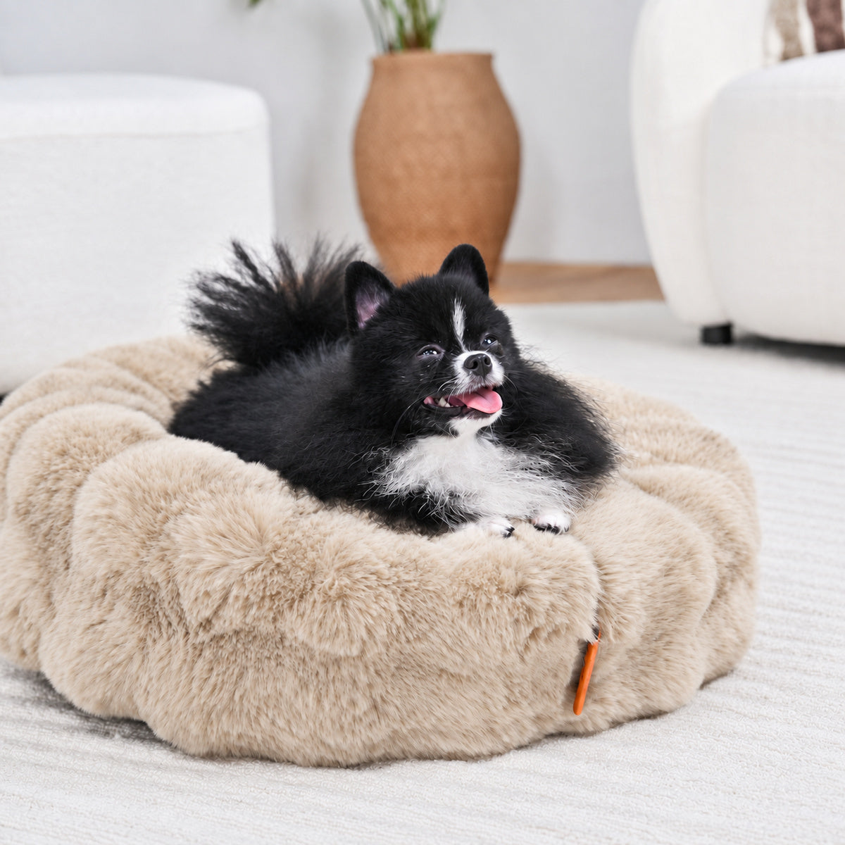 Cream | Furry Curves Round Bed: Close-up of a small black and white fluffy dog in the Cream round bed
