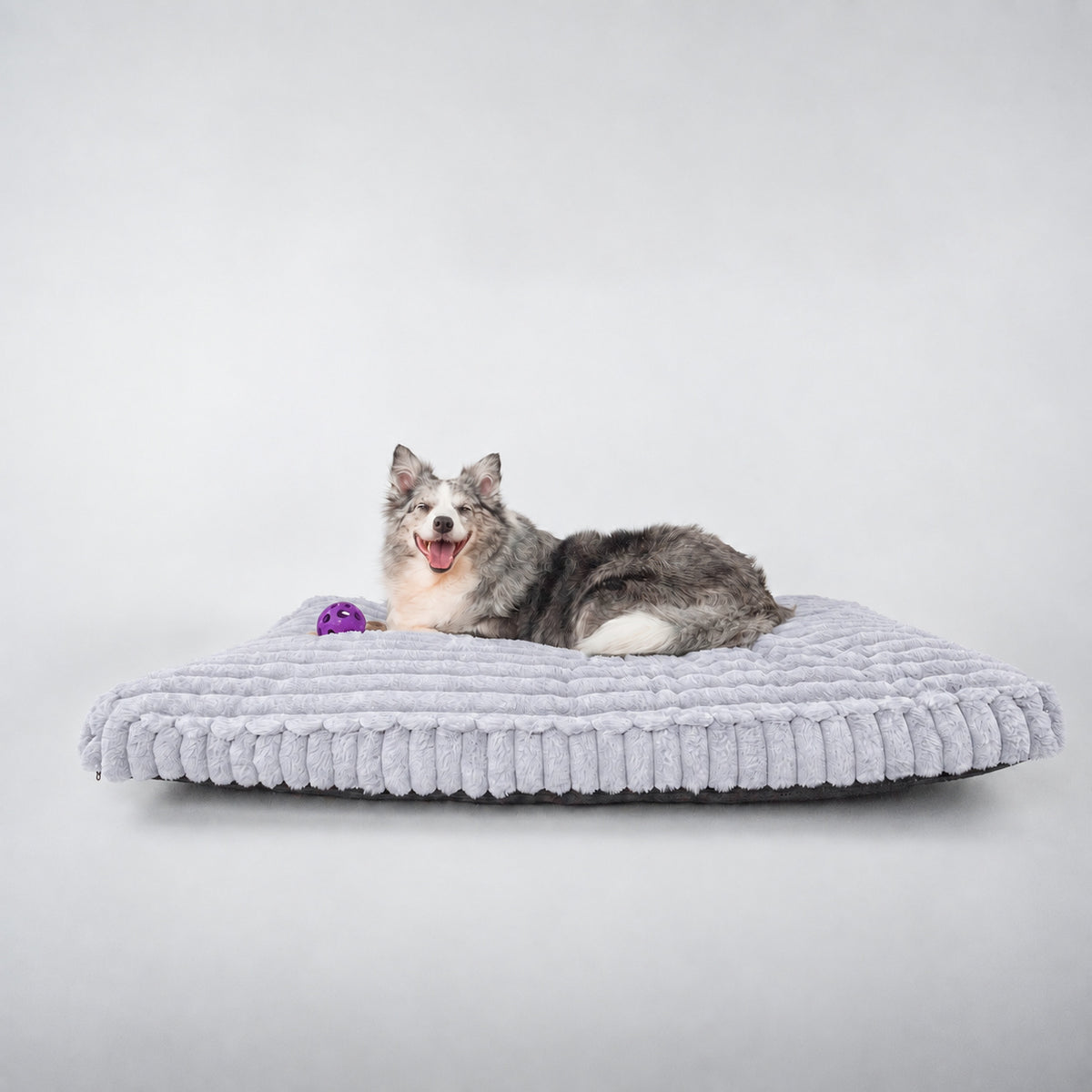 Grey | Furry Corduroy Sleeping Mat: Merle dog with a purple ball lying on the Grey mat in a grey studio