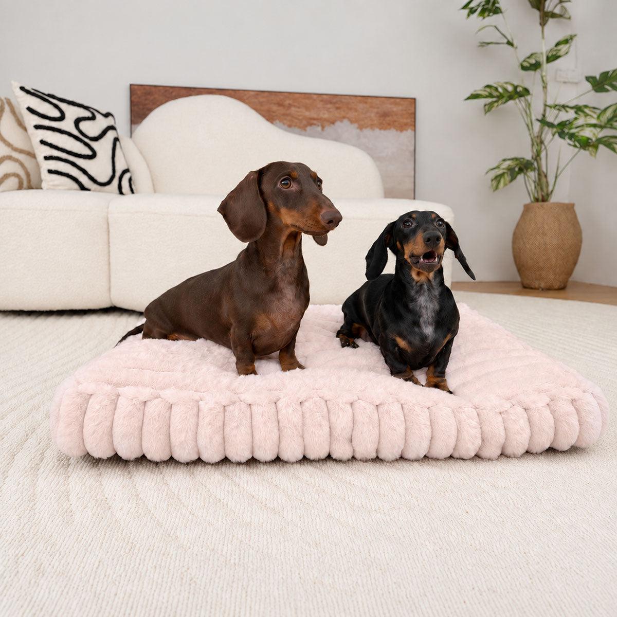 Pale pink | Furry Corduroy Sleeping Mat: Two dachshunds standing on the Pale pink mat in a living room
