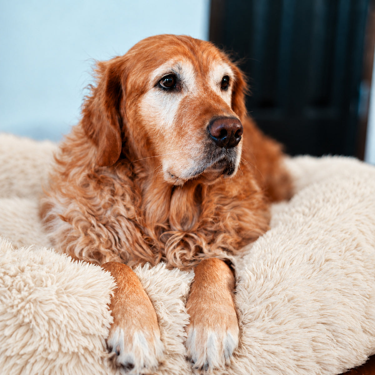 Cream | Fluffy Shag Calming Round Bed: Golden retriever with its paws over the rim of the Cream bed
