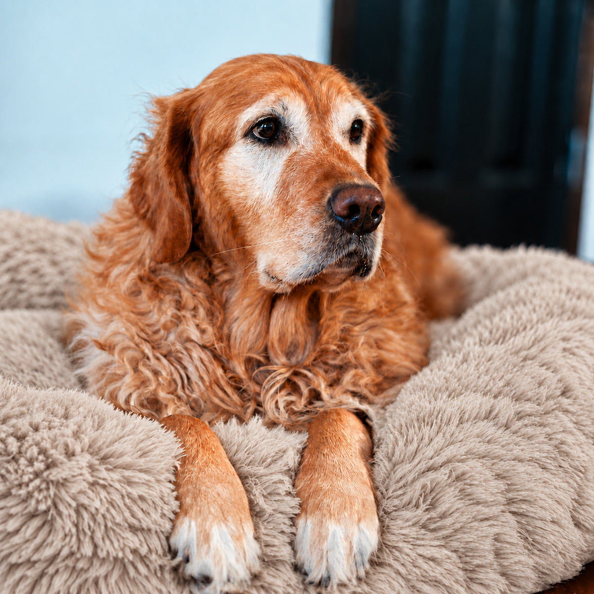 Brown | Fluffy Shag Calming Round Bed: Golden retriever with its paws over the rim of the Brown bed