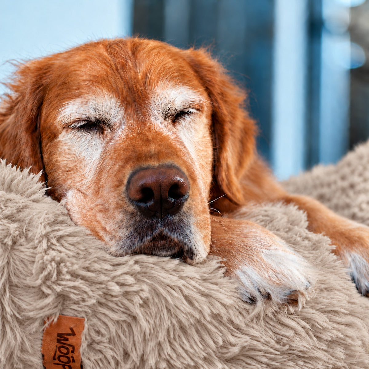 Brown | Fluffy Shag Calming Round Bed: Close-up of a golden retriever dozing on the rim of the Brown bed