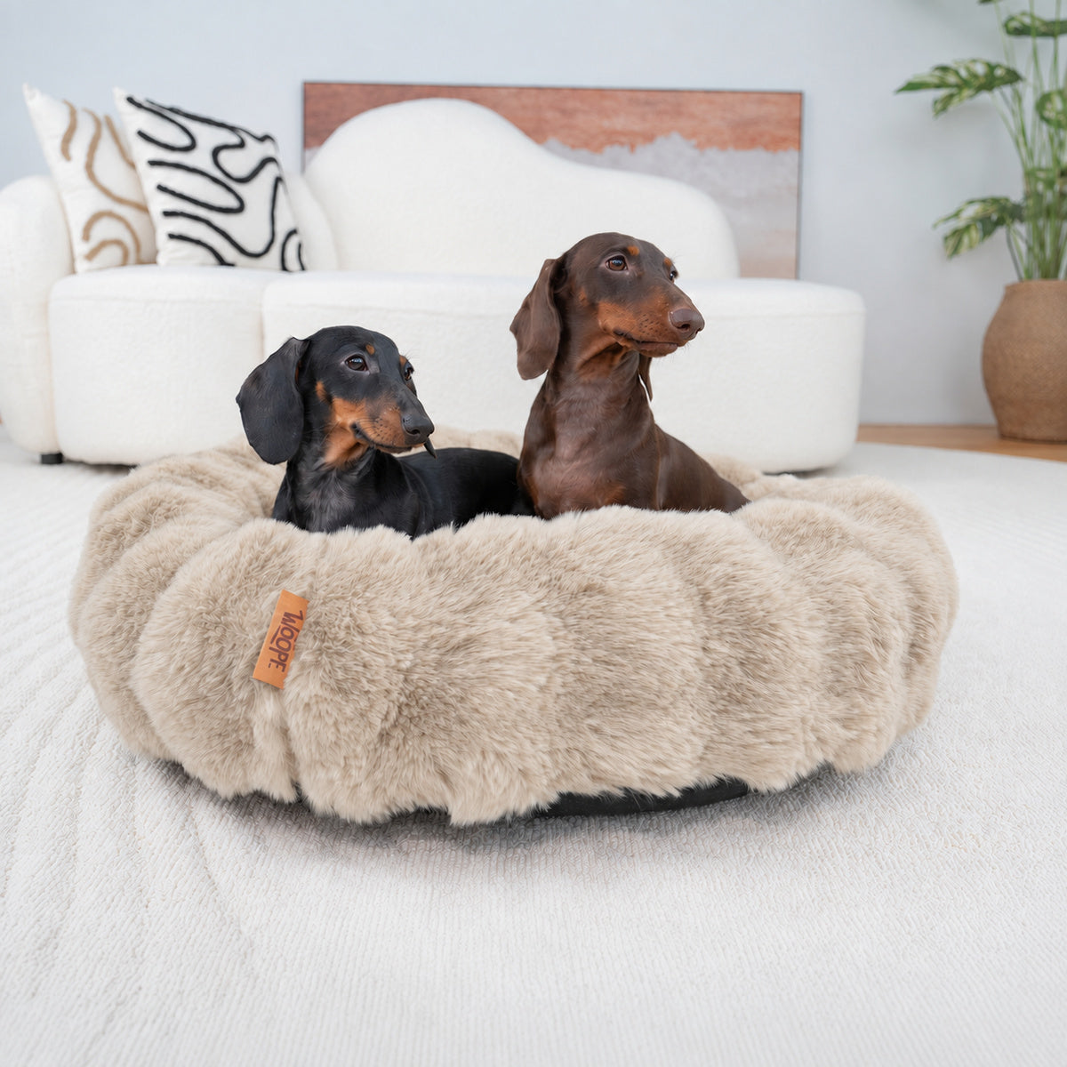 Cream | Furry Curves Round Bed: Two dachshunds in the Cream round bed in a bright living room