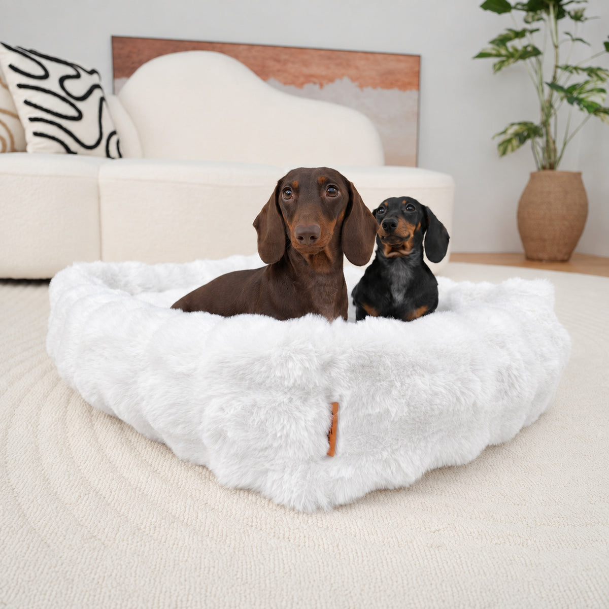 White | Furry Curves Rectangle Bed: Two dachshunds sitting in the White bed