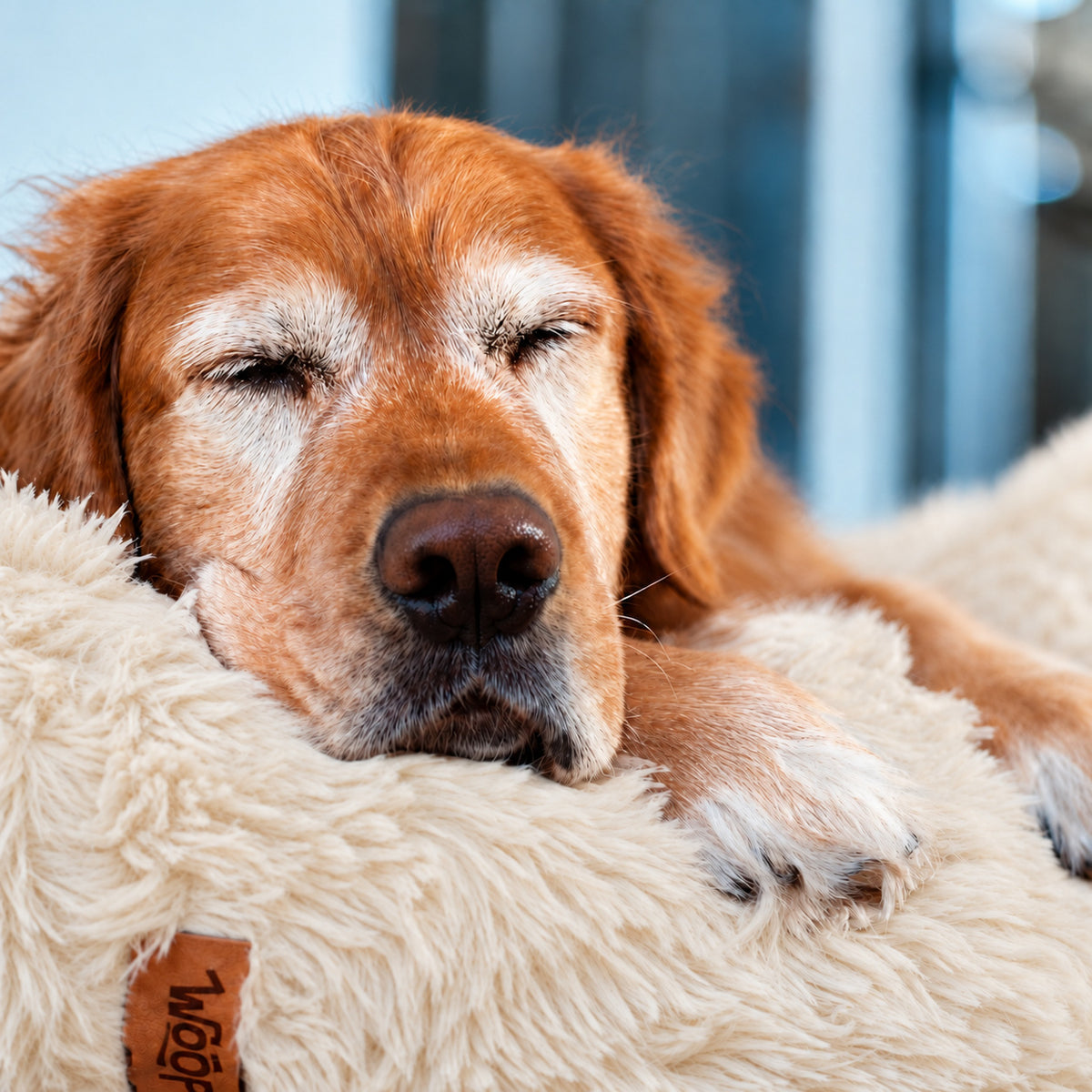 Cream | Fluffy Shag Calming Round Bed: Close-up of a golden retriever dozing on the rim of the Cream bed