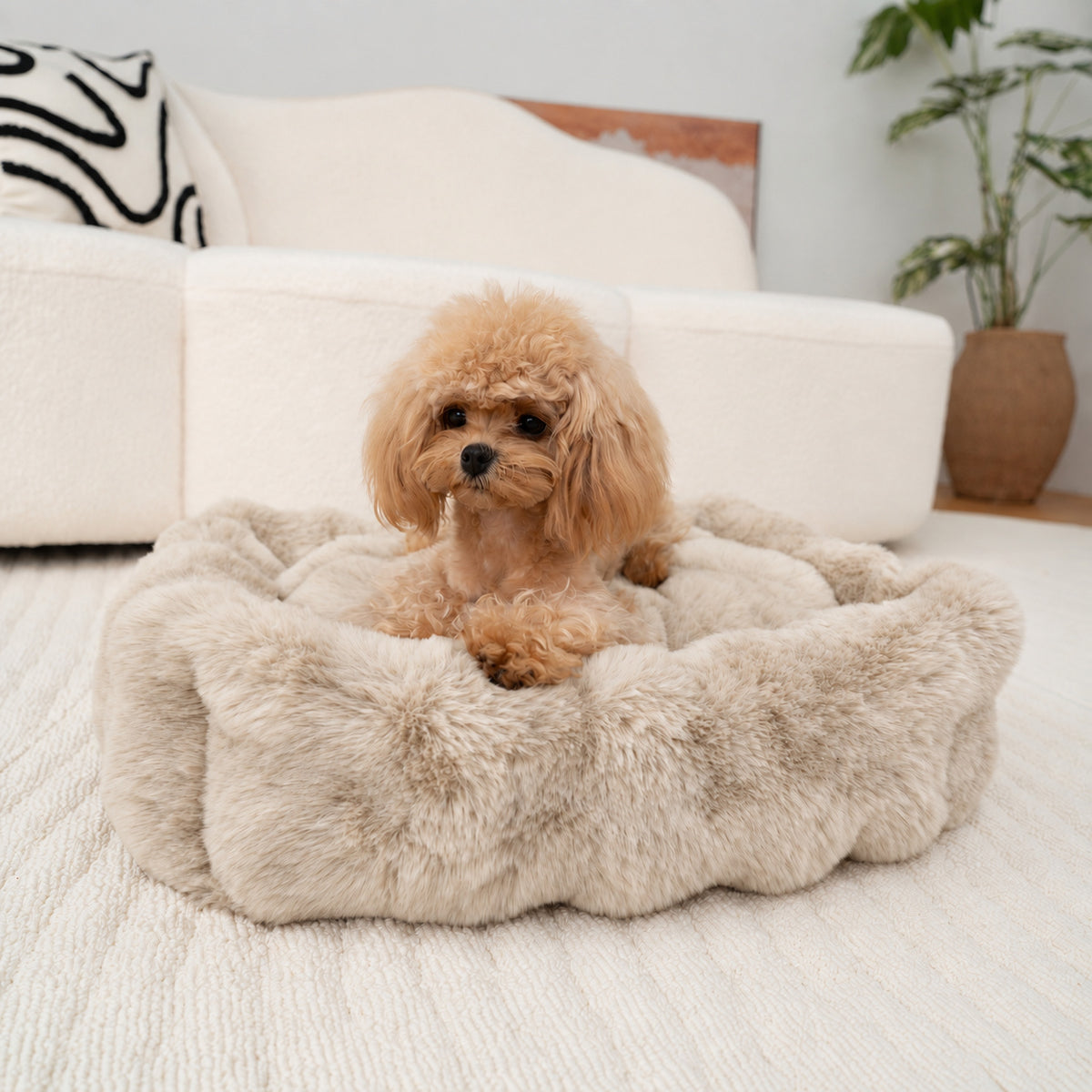Cream | Furry Curves Rectangle Bed: Toy poodle sitting in the Cream bed in a living room
