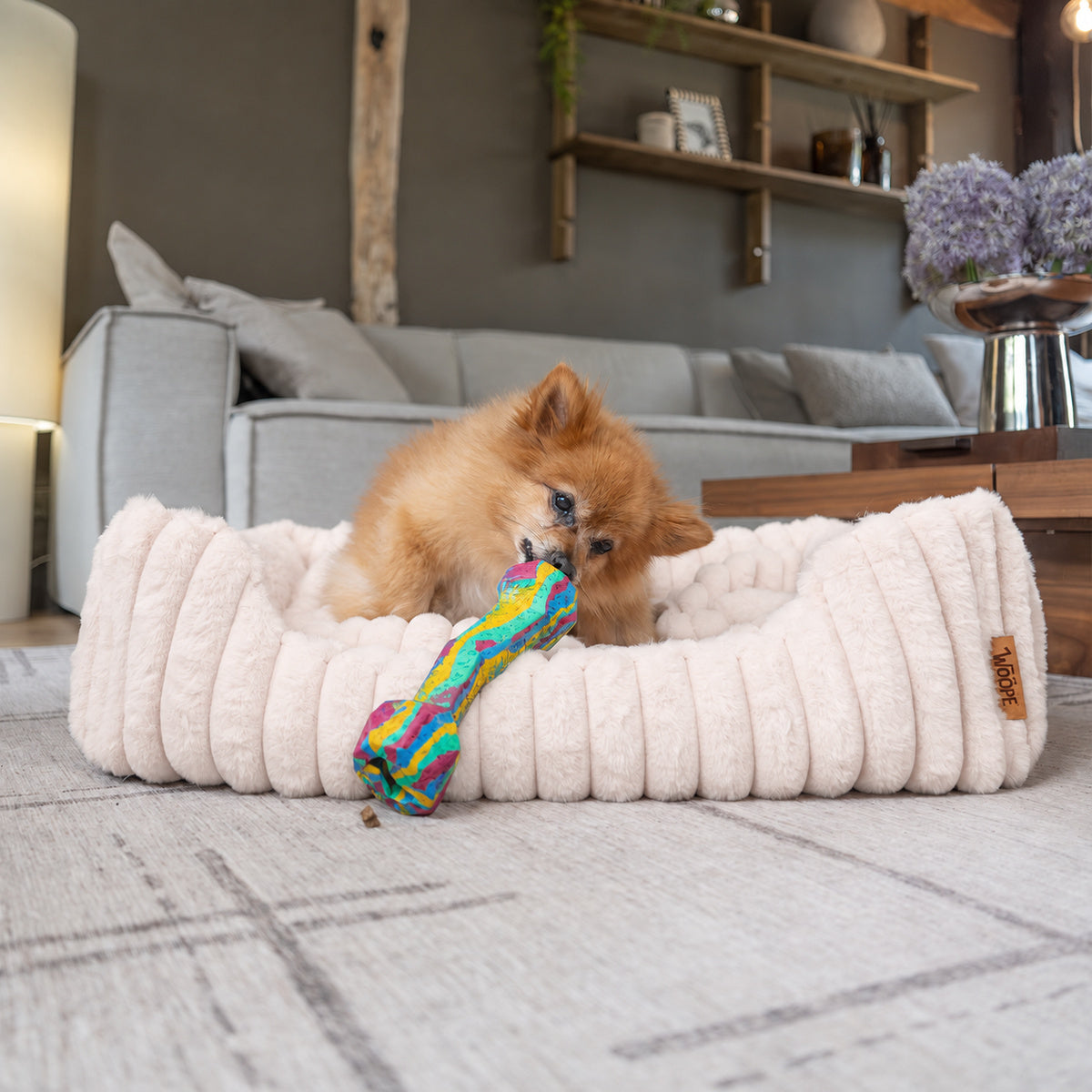 Pale pink | Furry Corduroy Open Front Rectangle Bed: Pomeranian chewing a toy bone over the low front of the Pale pink bed