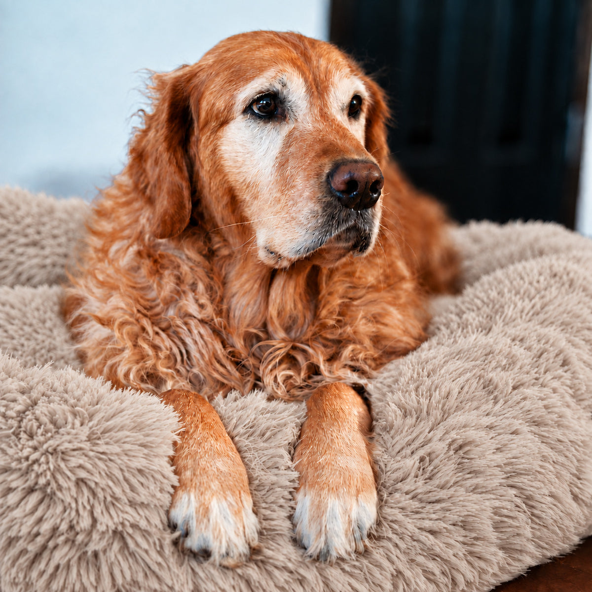 Brown | Fluffy Shag Calming Round Bed: Golden retriever lying in the Brown bed with its paws over the rim