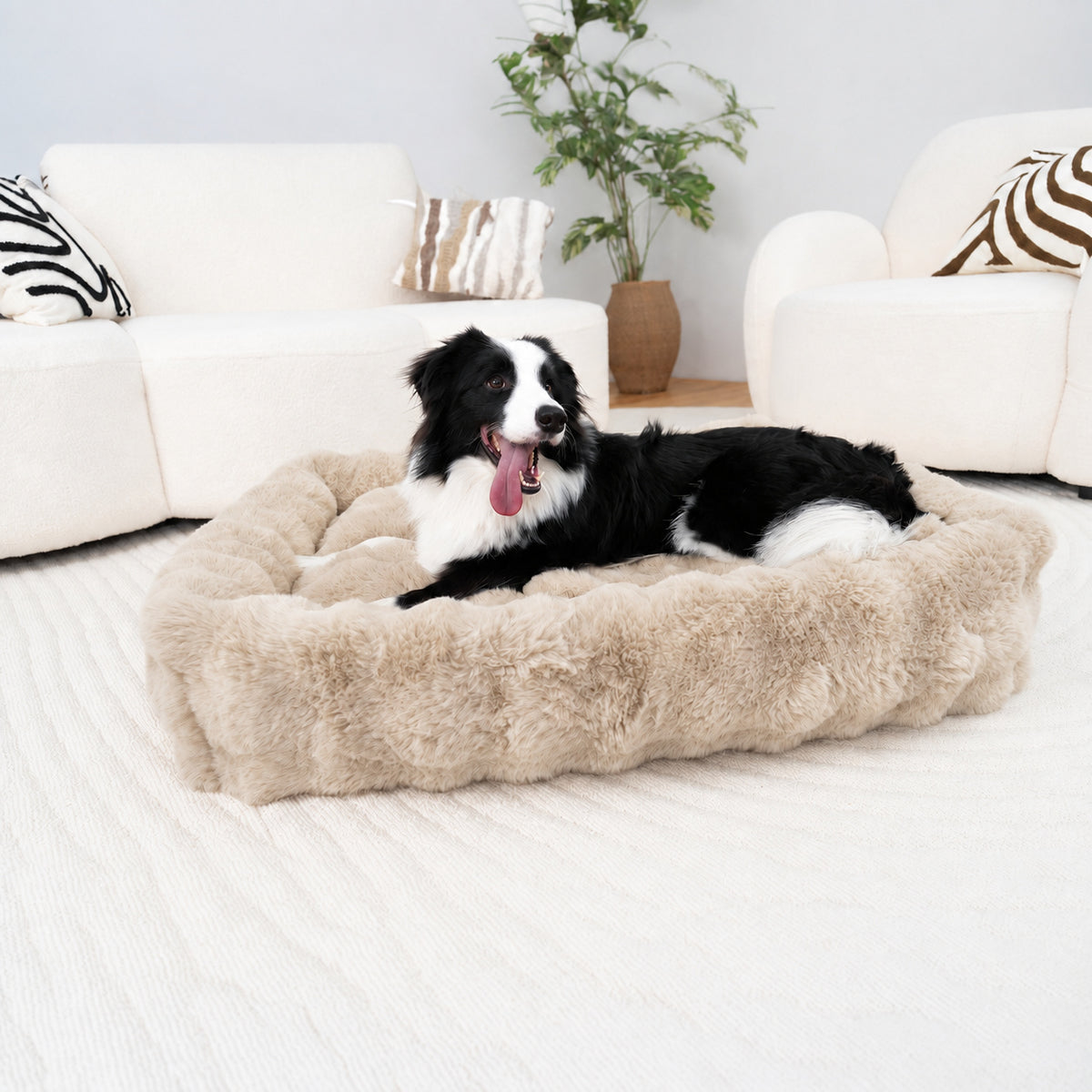 Cream | Furry Curves Rectangle Bed: Border collie lying in the Cream bed in a living room