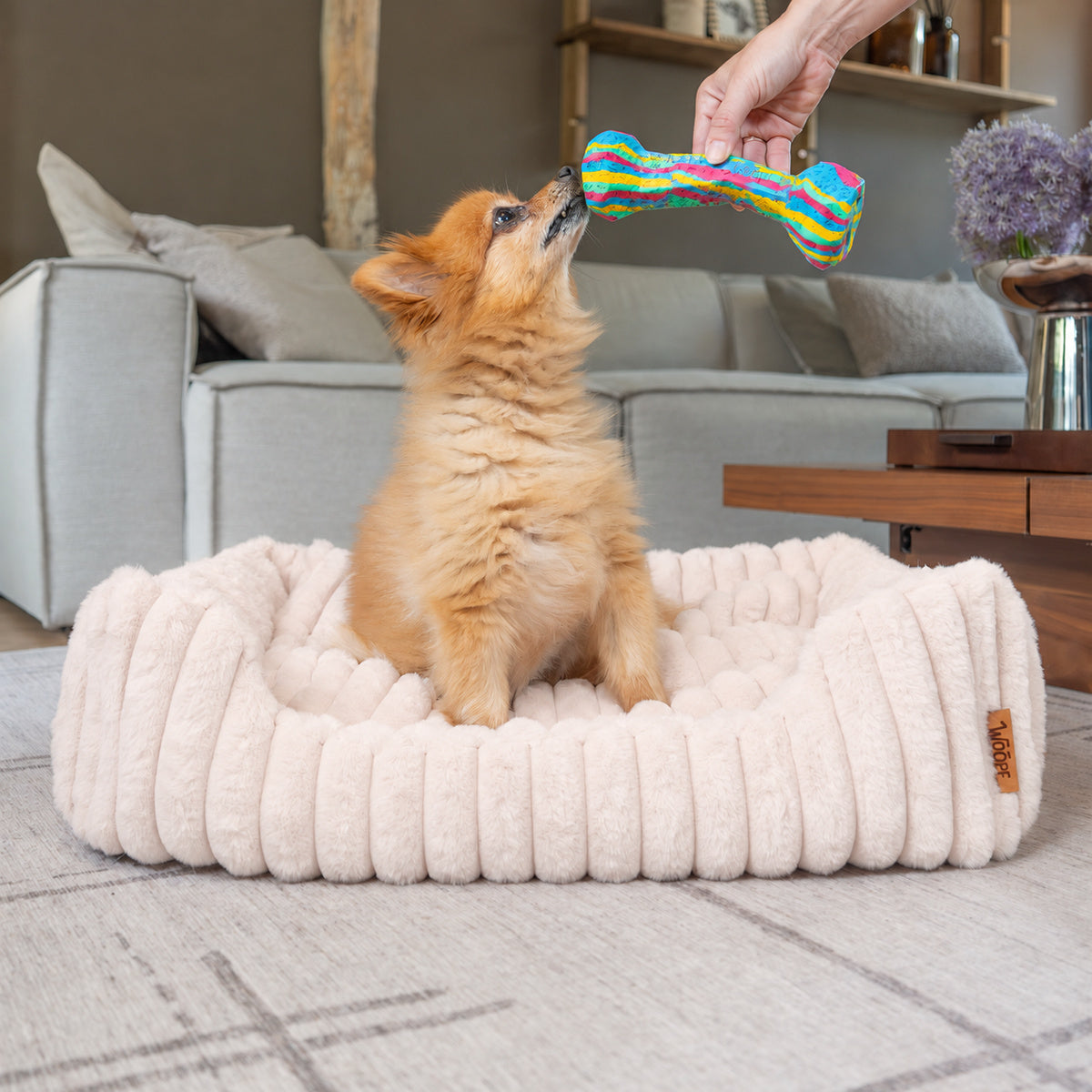 Pale pink | Furry Corduroy Open Front Rectangle Bed: Pomeranian sitting in the Pale pink bed, reaching for a toy bone held out by a hand