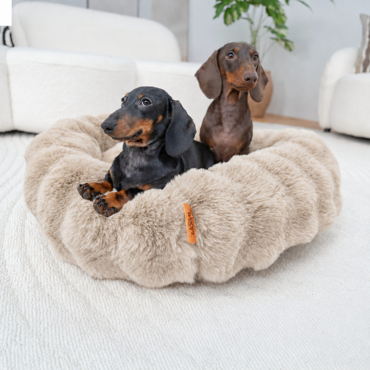 Cream | Furry Curves Round Bed: Two dachshunds relaxing in the Cream round bed