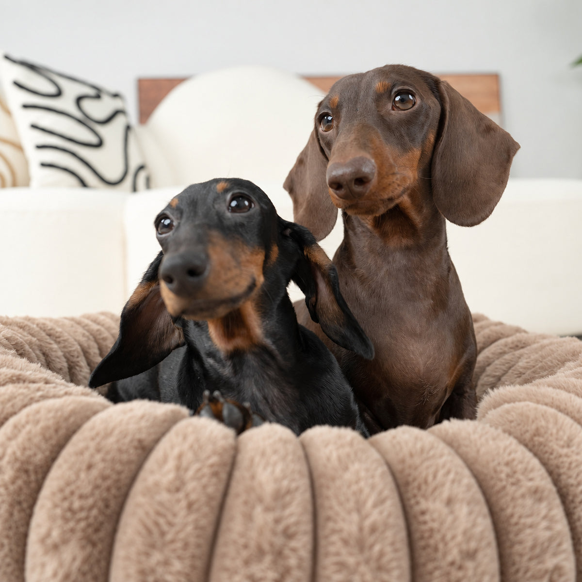 Brown | Furry Corduroy Round Bed: Close-up of two dachshunds in the Brown bed