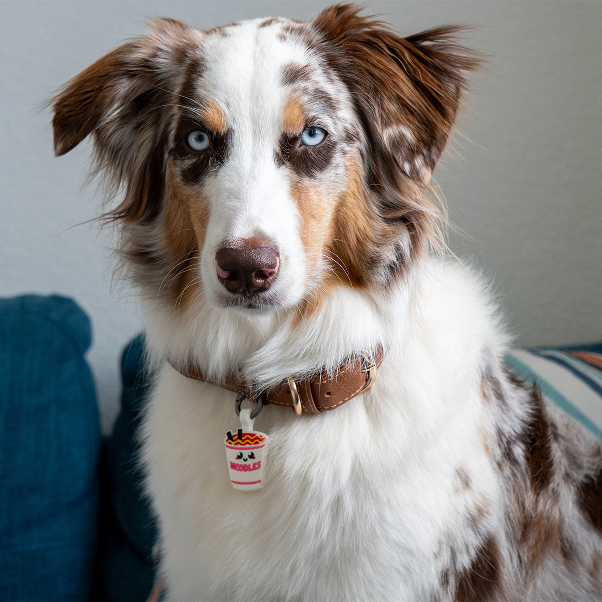 Ramen | Smart ID Tag: Australian Shepherd wearing the Ramen tag