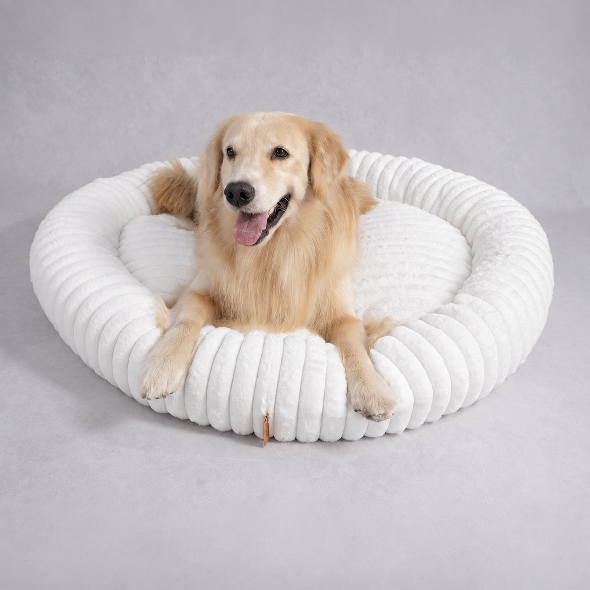 White | Furry Corduroy Round Bed: Golden retriever lying in the White bed in a grey studio