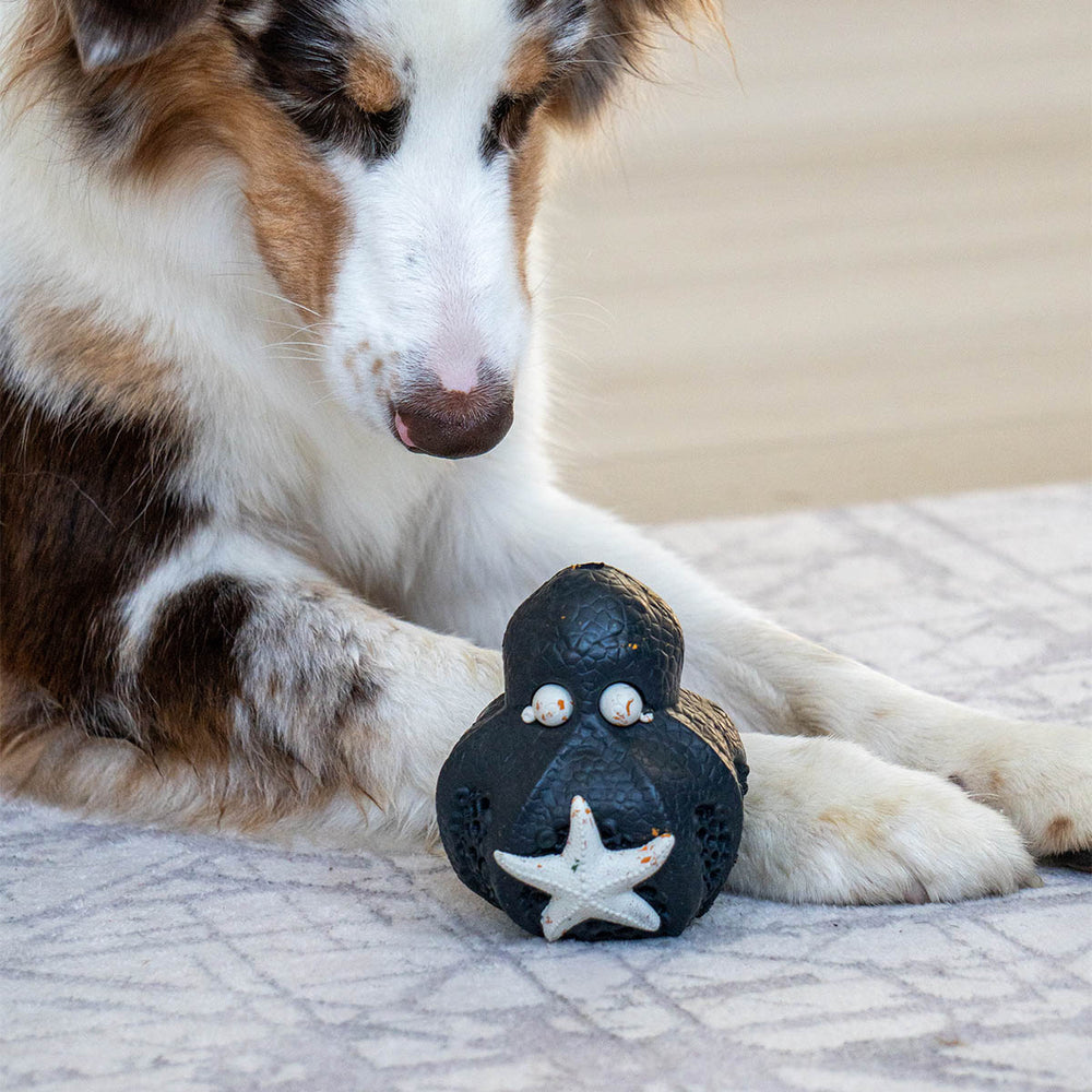Chewster Octopus, Black