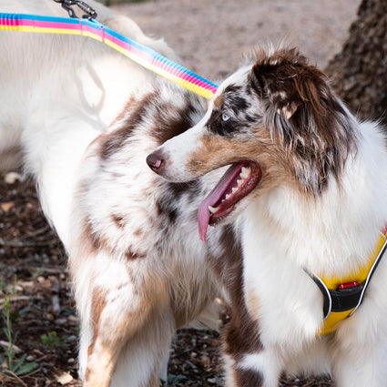 Explorer Two Dog Walker Leash Attachment