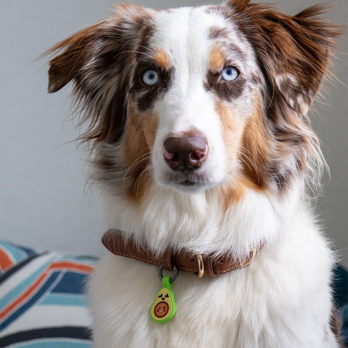 Avocado | Smart ID Tag: Australian Shepherd wearing the Avocado tag on a brown leather collar