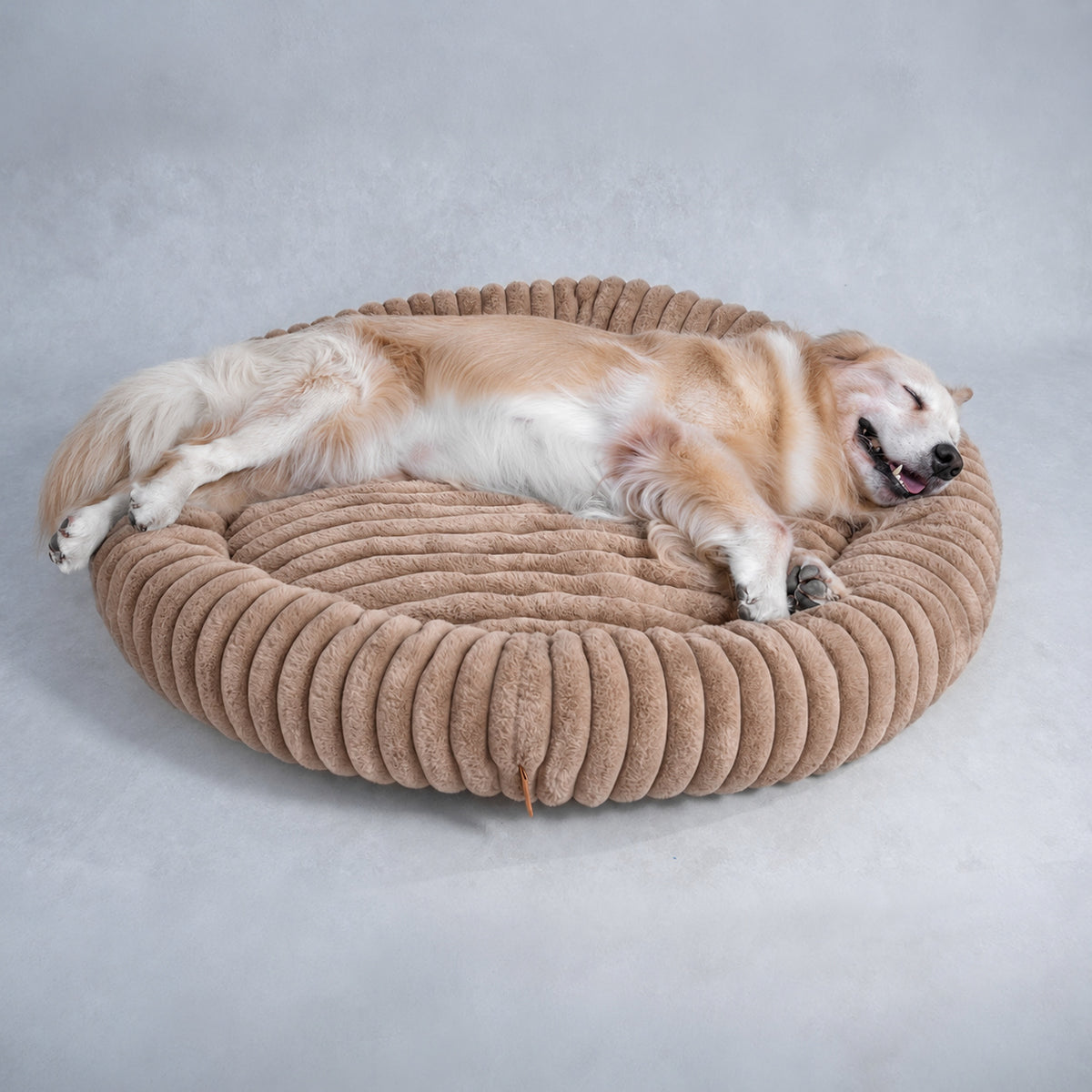 Brown | Furry Corduroy Round Bed: Golden retriever asleep on its back across the Brown bed in a grey studio