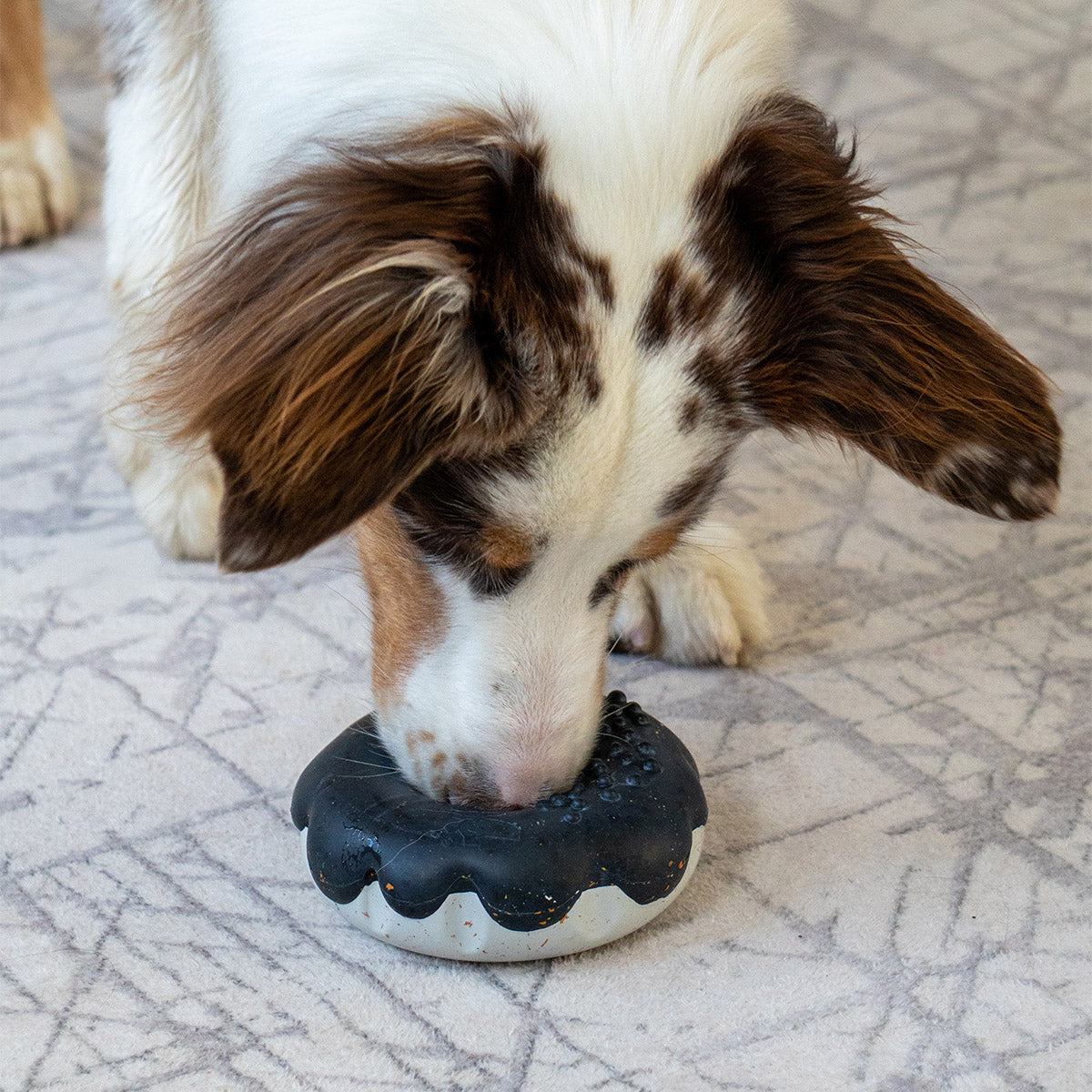 Black | Chewster Donut: Merle dog nosing the Black ring on a grey rug
