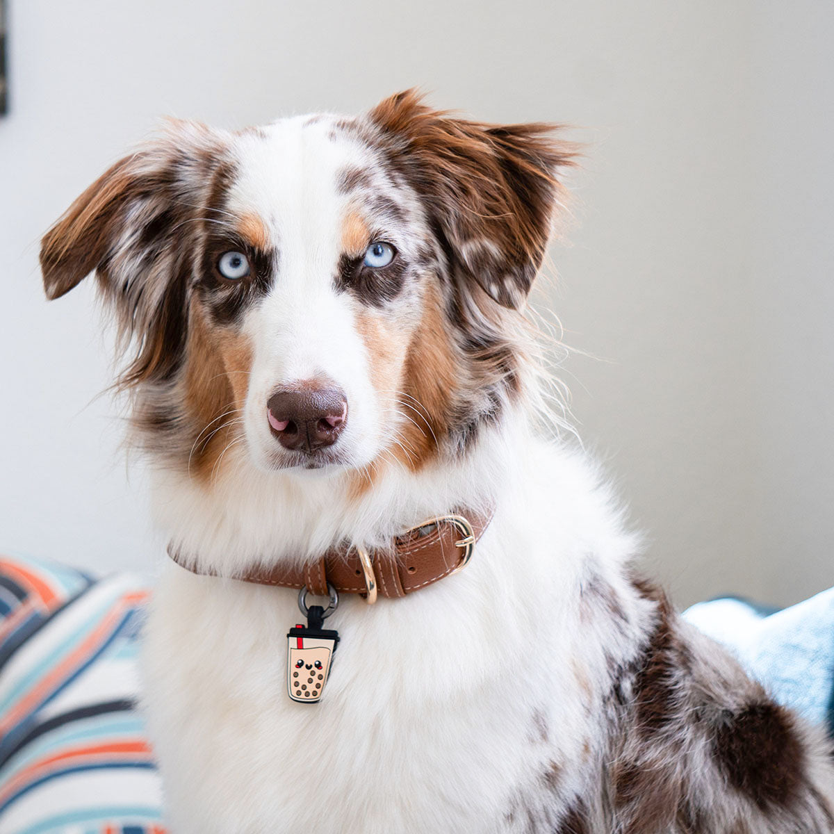 Boba | Smart ID Tag: Australian Shepherd wearing the Boba tag