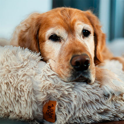 Fluffy Shag Calming Round Bed (Cream)
