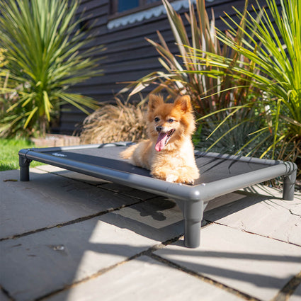 Chew-Proof Dog Hammock