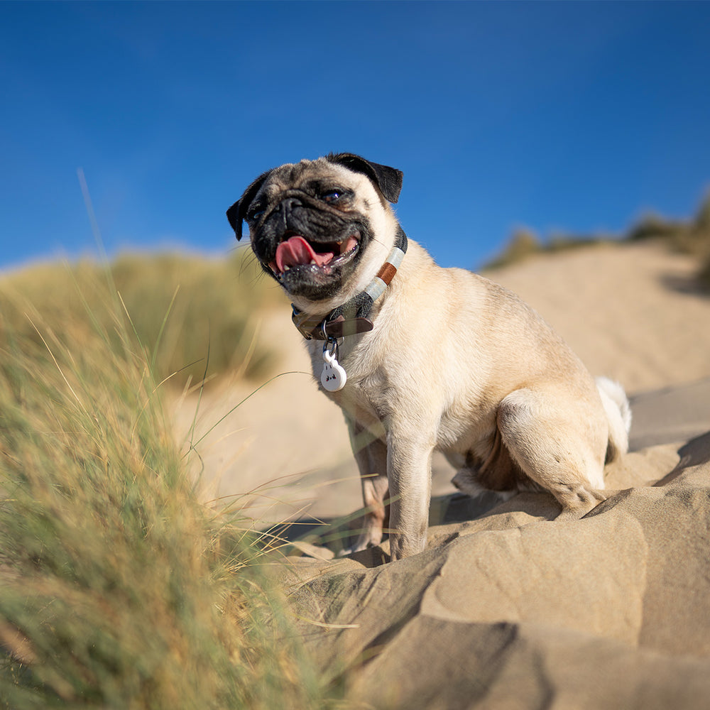 Smart ID Tag, Dumpling