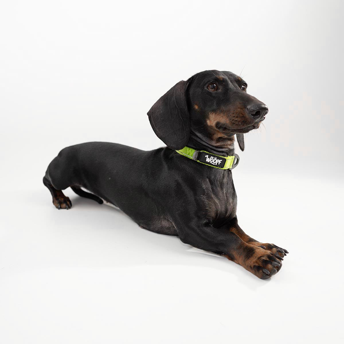 Yellow | Explorer Collar: Dachshund wearing the Yellow collar, lying down