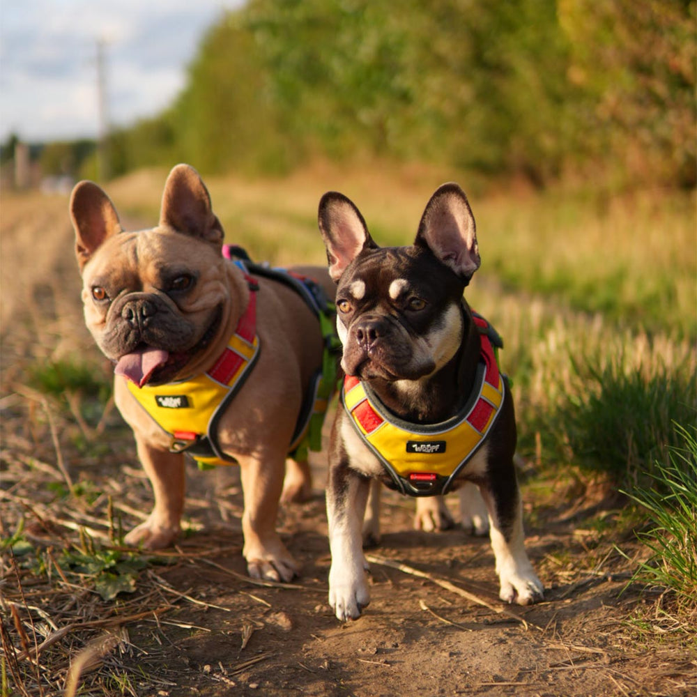 Explorer Harness, Rainbow