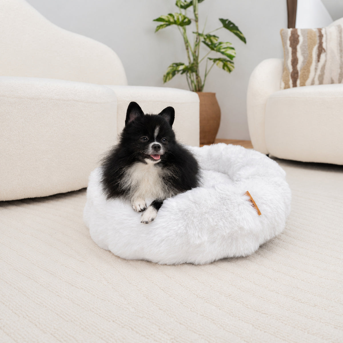 White | Furry Curves Round Bed: A small black and white fluffy dog sitting in the White round bed in a bright living room