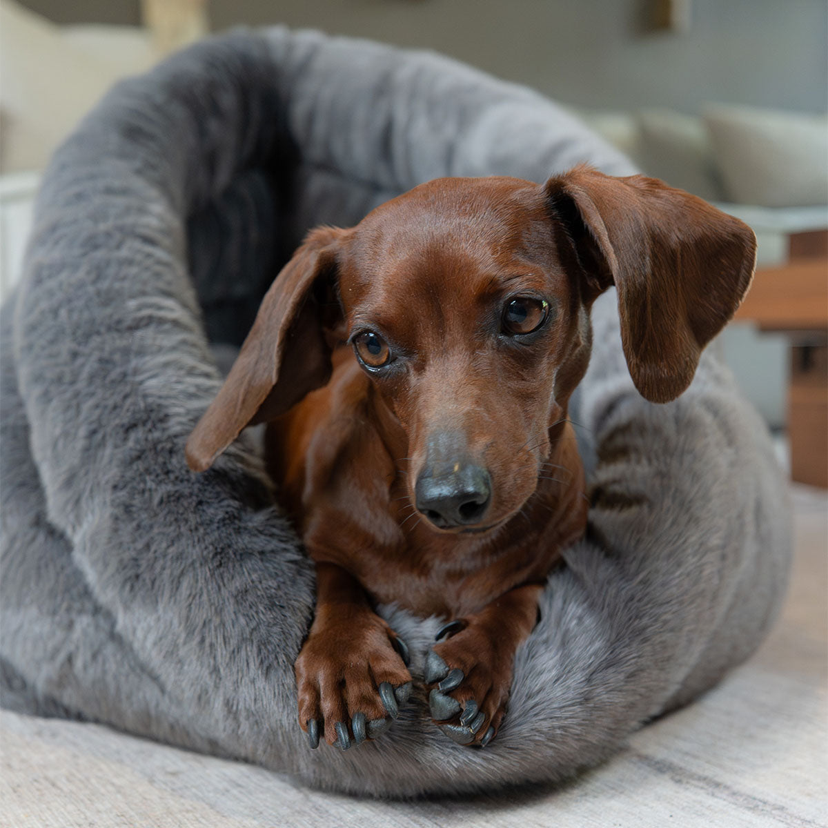 Grey | Furry Range Round Bed: Close-up of a dachshund lying in the Grey bed